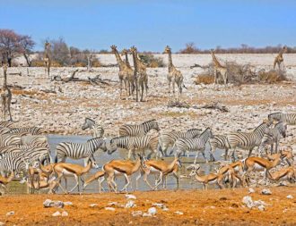 Okaukuejo Waterhole in Etosha während einer Namibia Safari Rundreise