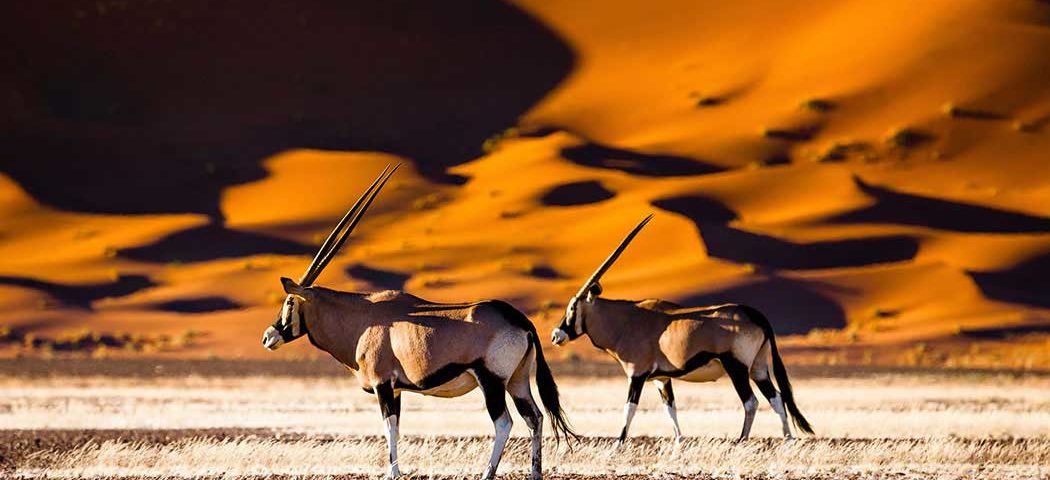 Tierbeobachtungen in Namibia: Oryx im Sossusvlei