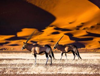 Tierbeobachtungen in Namibia: Oryx im Sossusvlei