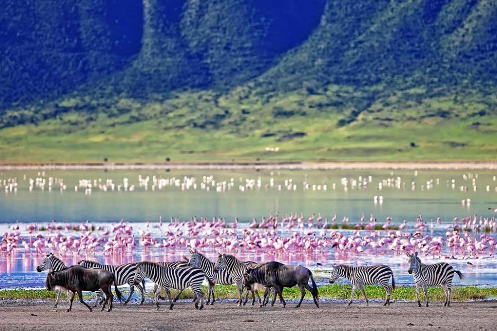 Ngorongoro Krate Pelikane und Zebras entdeckt