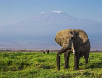 Grossen Elefant während einer Kenia Safari Reise im Amboseli Nationalpark entdeckt