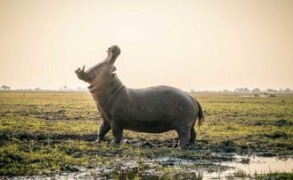 Riesiges Nilpferd im Chobe Nationalpark Riesiges Nilpferd im Chobe Nationalpark während einer Namibia Safari Reise
