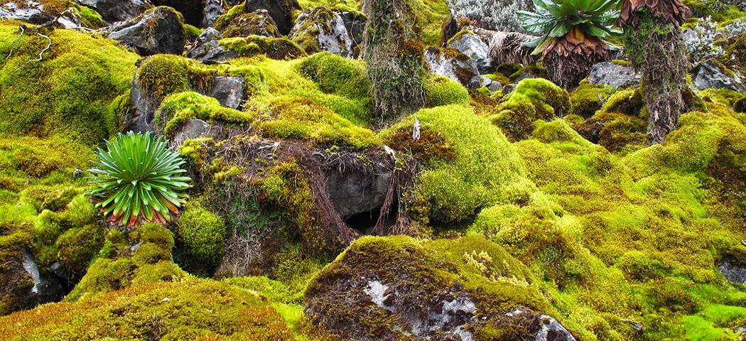 Uganda Safari Reisen im Ruwenzori Gebirge