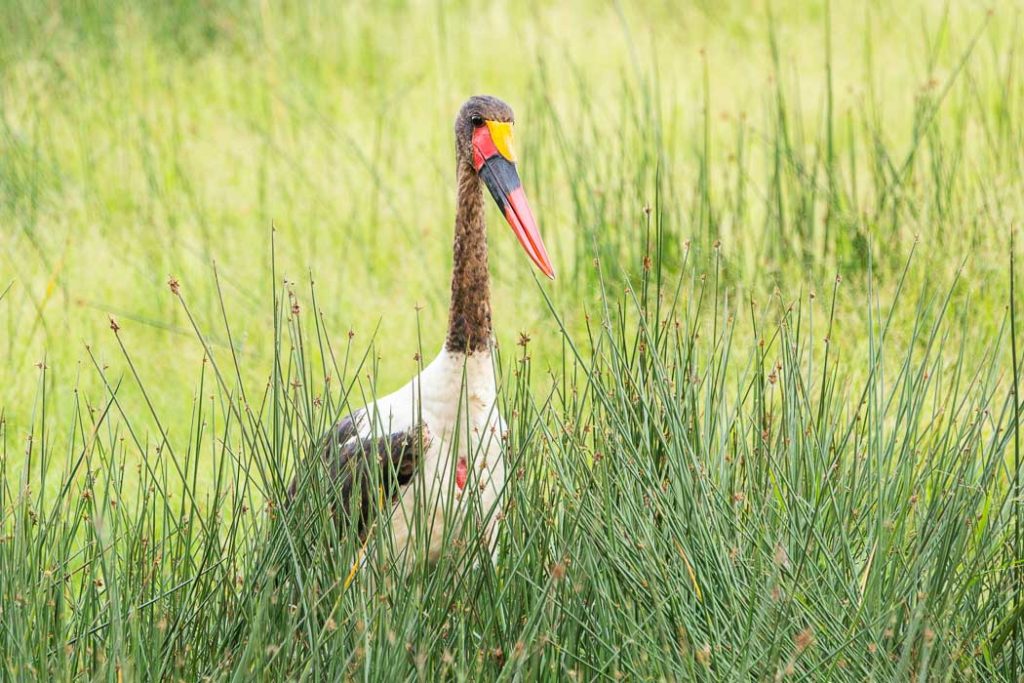Kenia Safari Und Reisen Cookyourtrips - 