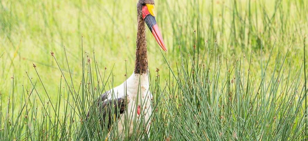 Sattelschnabelstorch am Lake Nakuru
