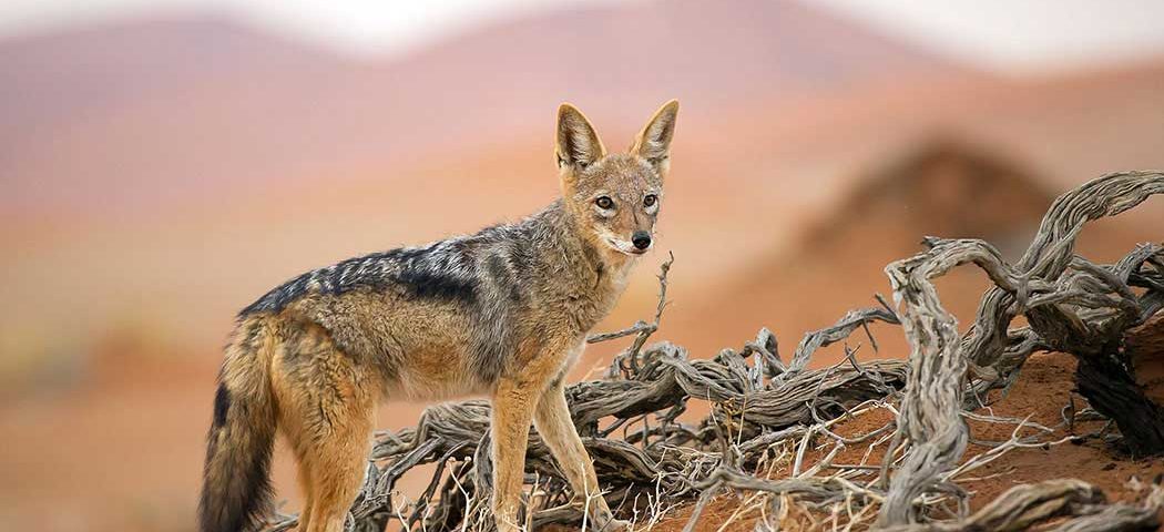 Schakal im Sossusvlei während einer Namibia Safari Reise