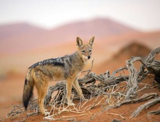 Schakal im Sossusvlei während einer Namibia Safari Reise
