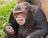 Schimpanse isst im Ngamba Island Chimpanzee Sanctuary Schimpanse isst im Ngamba Island Chimpanzee Sanctuary während einer Uganda Safari Reise