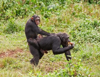 Schimpansen im Ngamba Island Chimpanzee Sanctuary