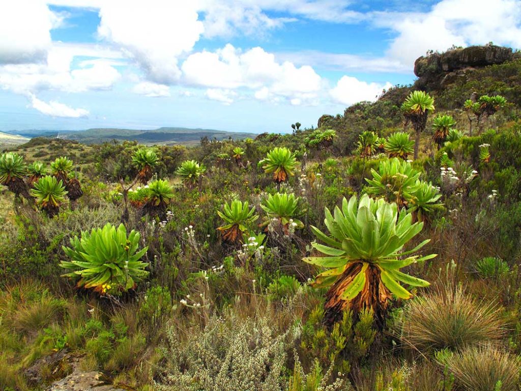 Strauch im Mount Elgon Nationalpark während einer Uganda Safari Rundreise