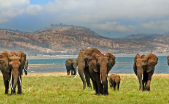 Elefanten auf Simbabwe Safari am Lake Kariba