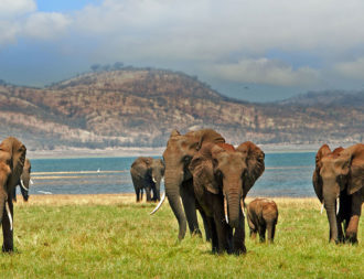 Elefanten auf Simbabwe Safari am Lake Kariba