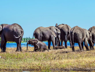Elefantenherde im Okavango Delta während einer Botswana Safari Reise
