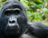 Titelbild volcanoes national park volcanoes national park bei einer Ruanda Safari Reise