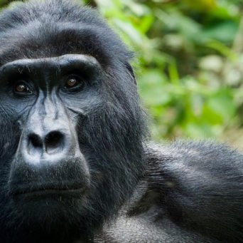 volcanoes national park bei einer Ruanda Safari Reise