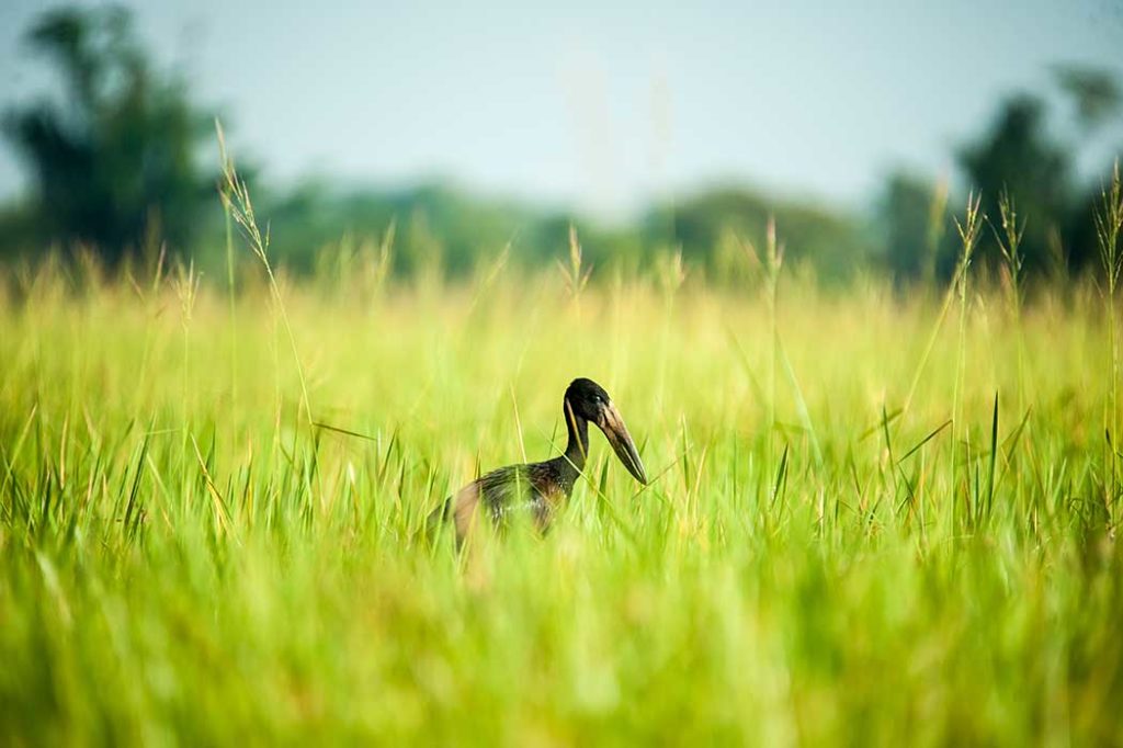 Vogel im Ziwa Rhino Sanctuary