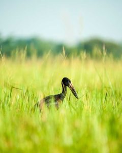 Vogel im Ziwa Rhino Sanctuary Vogel im Ziwa Rhino Sanctuary