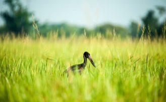 Vogel im Ziwa Rhino Sanctuary