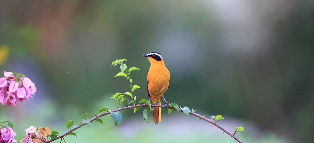 Vogel und Blumen im Queen Elizabeth Nationalpark während einer Uganda Safari