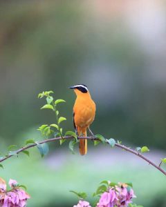 Vogel und Blumen im Queen Elizabeth Nationalpark Vogel und Blumen im Queen Elizabeth Nationalpark während einer Uganda Safari