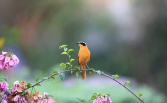 Vogel und Blumen im Queen Elizabeth Nationalpark während einer Uganda Safari