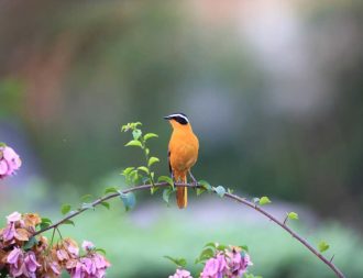 Vogel und Blumen im Queen Elizabeth Nationalpark während einer Uganda Safari