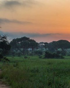 Fahrt durch den Wald mit einem Safari Jeep während einer Uganda Safari Reise im Murchison Falls Nationalpark