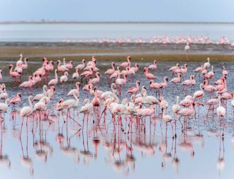 Pelikane im Walvis Bay während einer Namibia Safari Rundreise