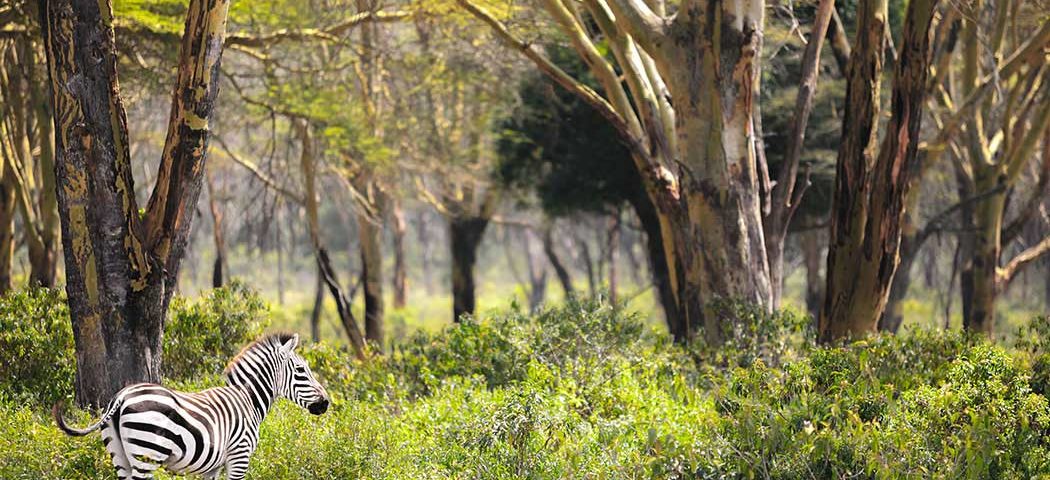 Ein Zebra bei einer Kenia Safari Reise im Hells Gate Nationalpark entdeckt