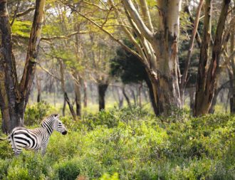 Ein Zebra bei einer Kenia Safari Reise im Hells Gate Nationalpark entdeckt