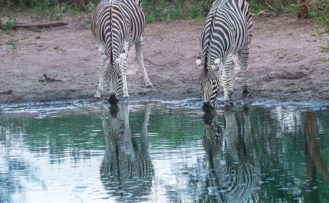 Zebras-im-Khama-Rhino-Sanctuary