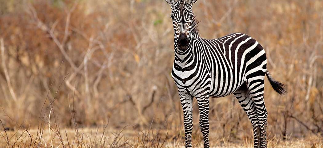 Zebras während der Trockenzeit auf einer Tansania Safari-Tour im Mikumi Nationalpark