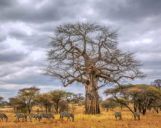 Zebras im Tarangire Nationalpark Zebraherde während der Trockenzeit im Tarangire Nationalpark