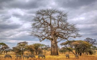Zebraherde während der Trockenzeit im Tarangire Nationalpark