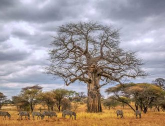 Zebraherde während der Trockenzeit im Tarangire Nationalpark