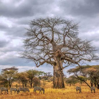 Zebraherde während der Trockenzeit im Tarangire Nationalpark
