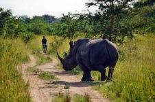 Uganda Safari Rundreisen im Ziwa Rhino Sanctuary