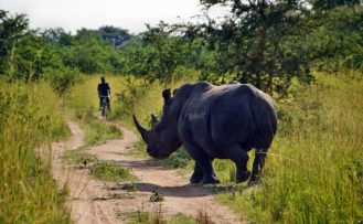 Uganda Safari Rundreisen im Ziwa Rhino Sanctuary