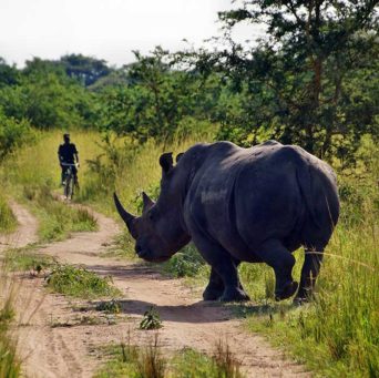 Uganda Safari Rundreisen im Ziwa Rhino Sanctuary