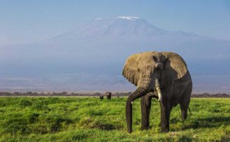 10-Tage-Flugsafari-Amboseli- Lewa-und-Masai-Mara-ab-bis Nairobi