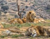 Löwen-im-Krueger-Nationalpark