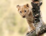 Löwe im South Luangwa
