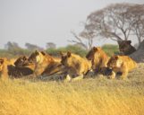 Löwen im Hwange Nationalpark