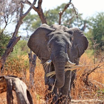 elephant-518186_1280